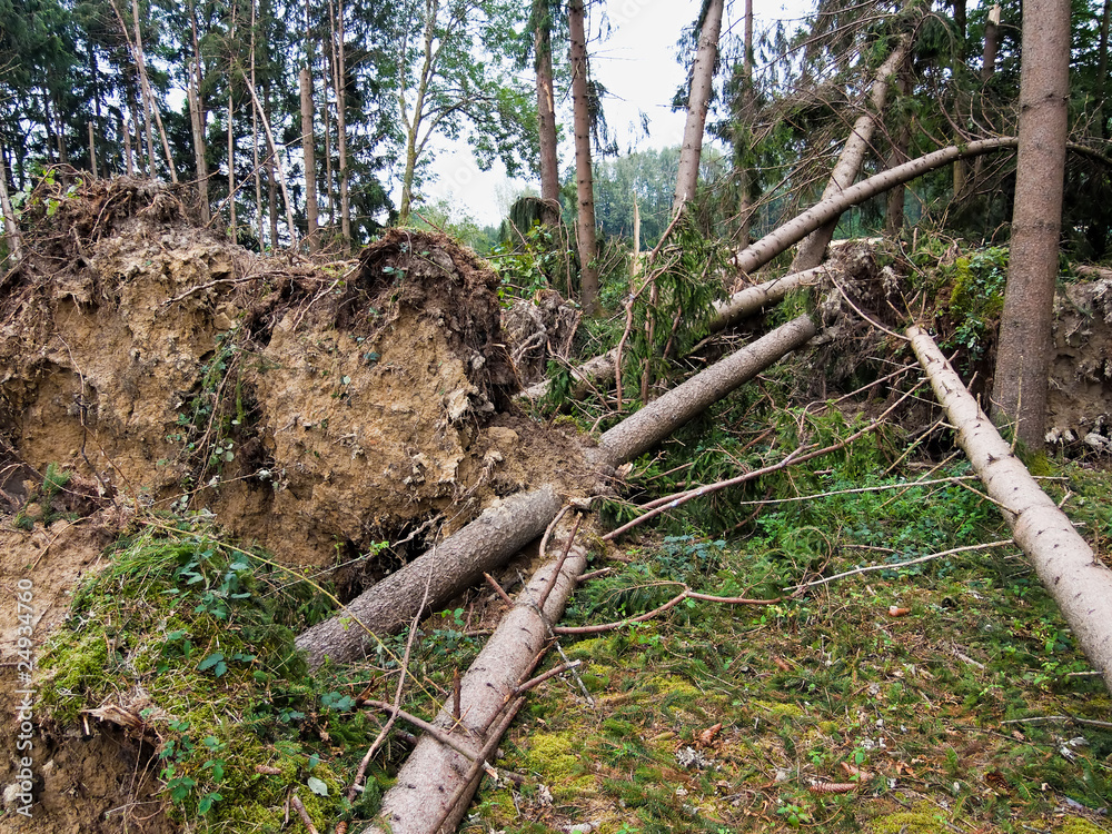 Fototapeta premium Sturmschaden. Bäume im Wald nach Sturm.