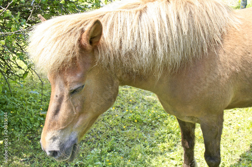 Schlafendes Pferd auf einer Weide