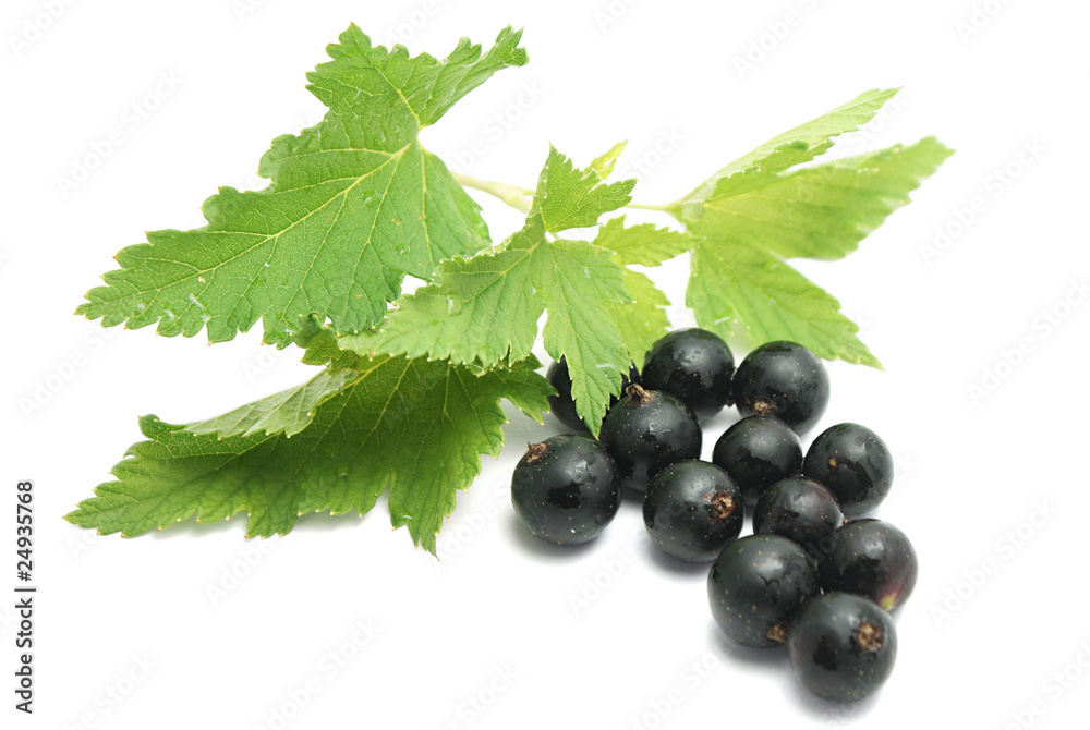 Fototapeta premium Currants with leaves