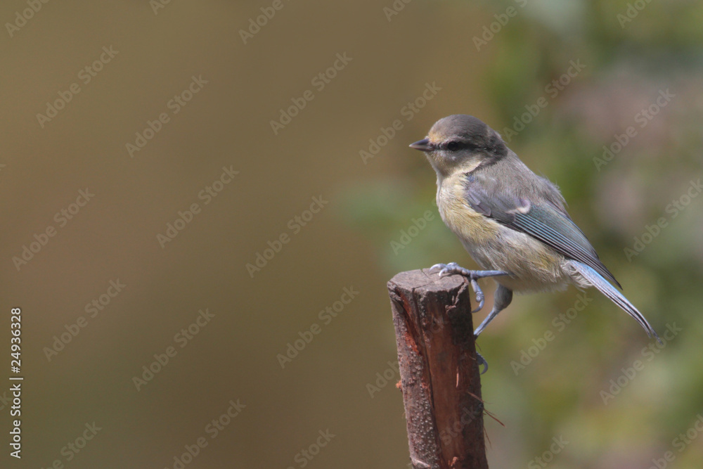 Naklejka premium Juvenile BlueTit (Parus caeruleus)
