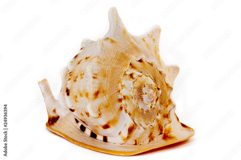 amazing giant vibrant shell amazing giant vibrant shell