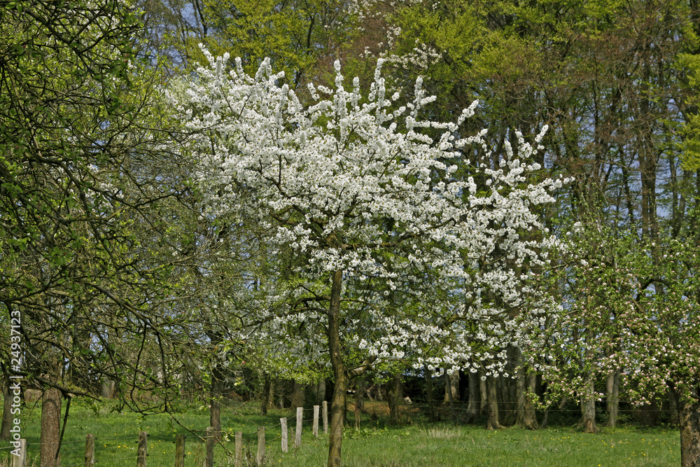 Frühlingslandschaft mit Kirschbäumen, Hagen, German