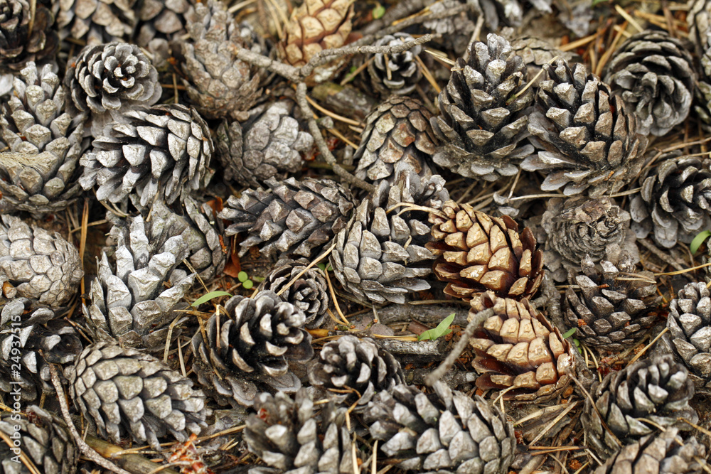 Pine cones lying on the ground Pine cones lying on the ground