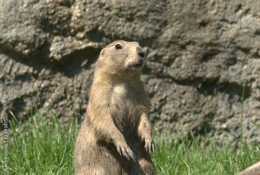 Präriehunde, schwarzschwanz, augen, nase, fell, nagetier, graben