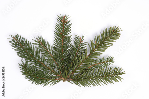 Composition from spruce twigs on the white background