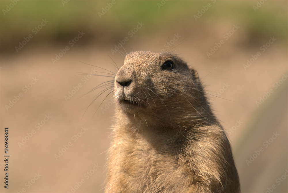 Präriehunde, schwarzschwanz, augen, nase, fell, nagetier, graben Präriehunde, schwarzschwanz, augen, nase, fell, nagetier, graben