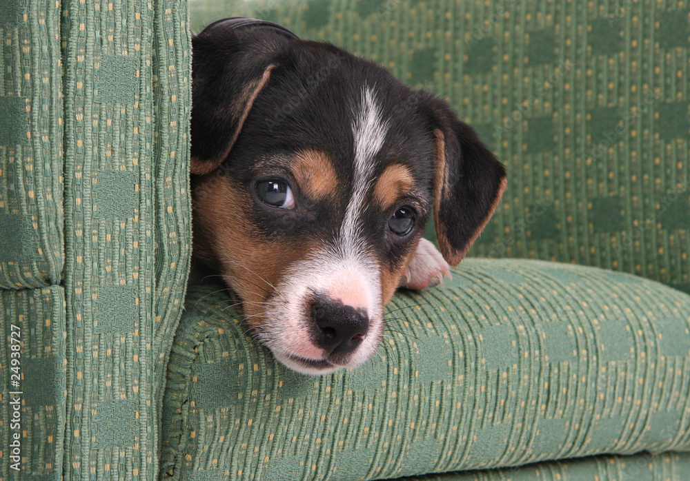 Welpe Stock-Foto | Adobe Stock