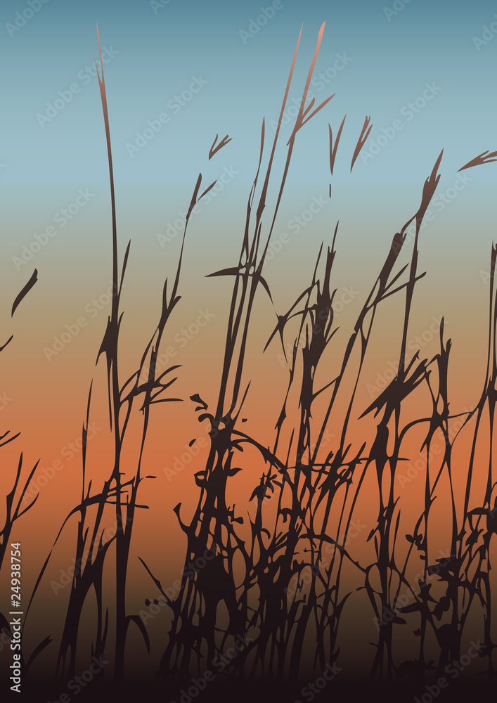 Silhouette of grass against the colorful evening sky Silhouette of grass against the colorful evening sky