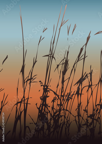 Silhouette of grass against the colorful evening sky