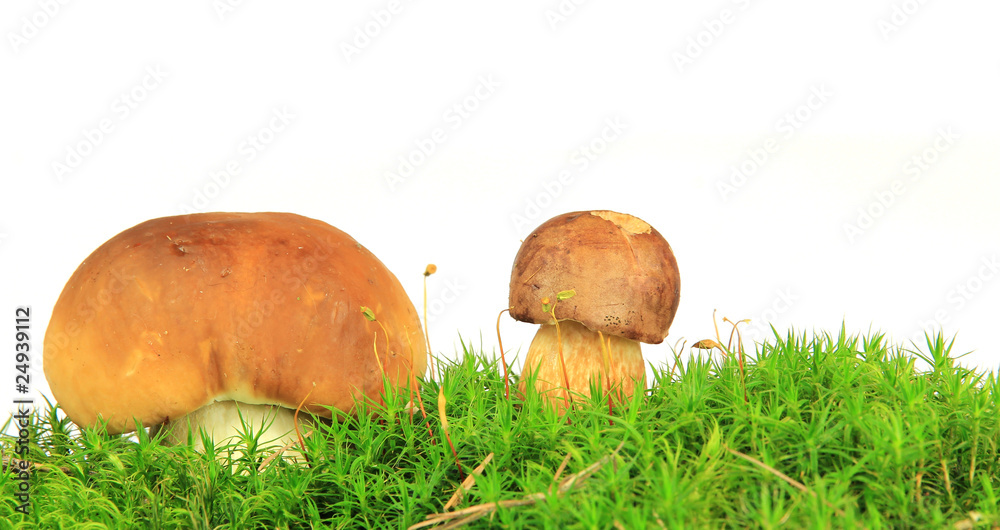 Ceps in forest moss isolated on white background Ceps in forest moss isolated on white background