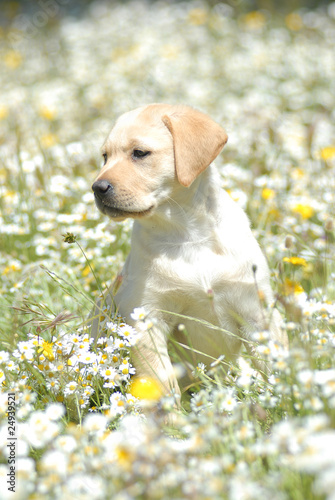 Labrador retriever puppy sitting in daisy field