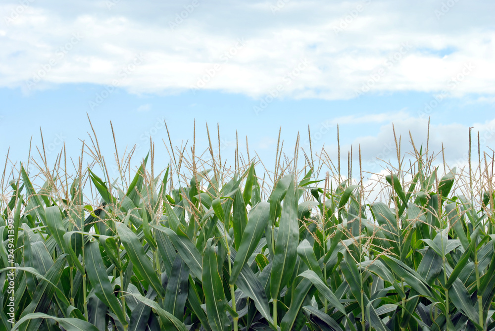 Obraz premium corn field closeup