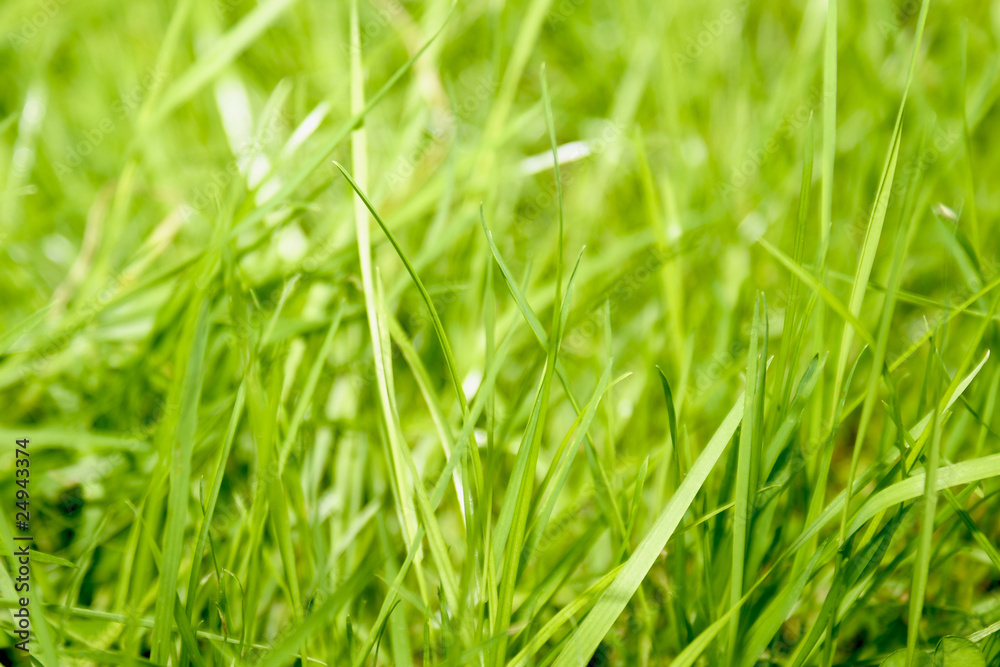 Grass macro Grass macro
