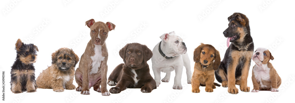 large group of puppies - obrazy, fototapety, plakaty 