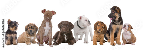 Fényképezés large group of puppies