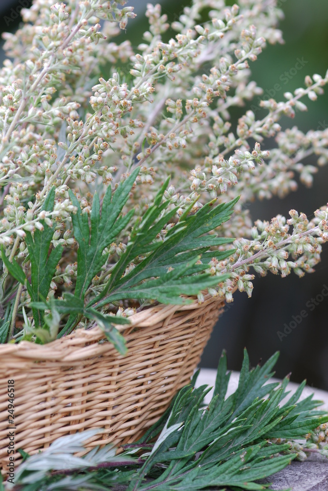 Gemeiner Beifuß (Artemisia vulgaris ) Heilpflanze Stock Photo | Adobe Stock