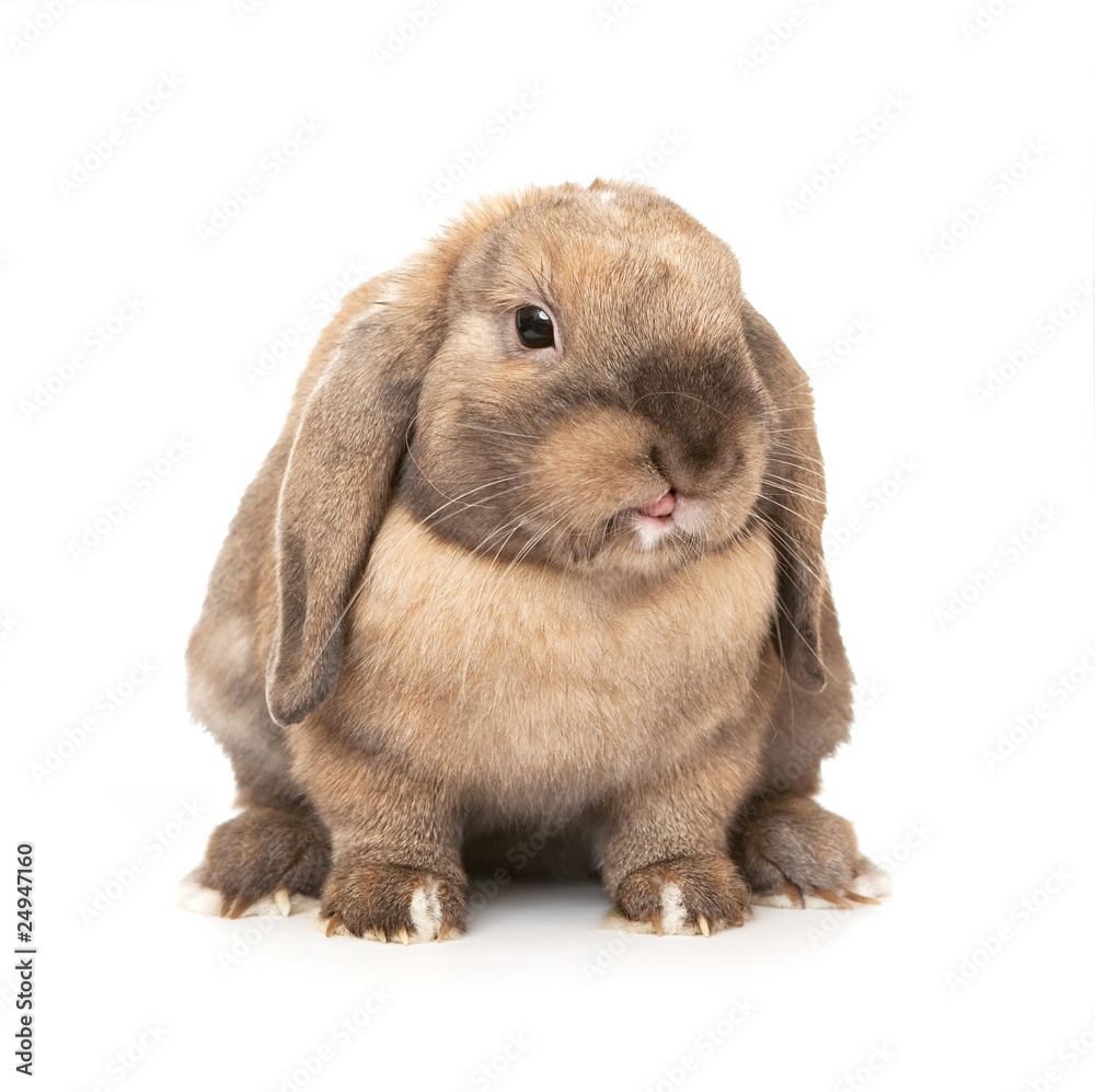 Rabbit puts out one's tongue. Rabbit puts out one's tongue.