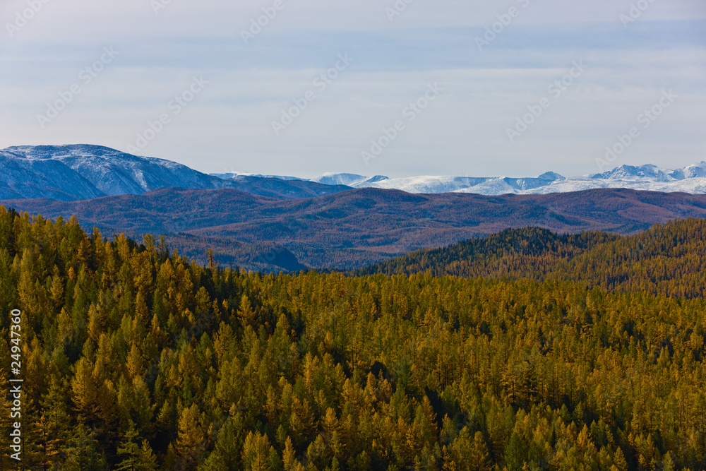 forest and mountains