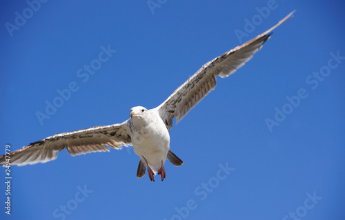 seagull