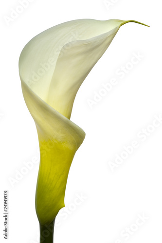 Fototapeta Naklejka Na Ścianę i Meble -  Lily (with Path)