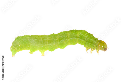 bright green isolated caterpillar