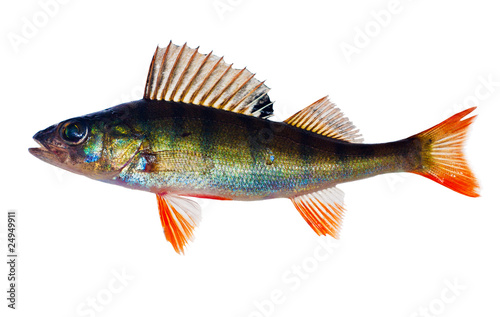 small perch with red fins