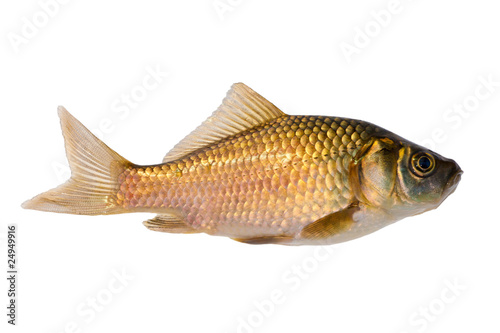 small isolated golden fish