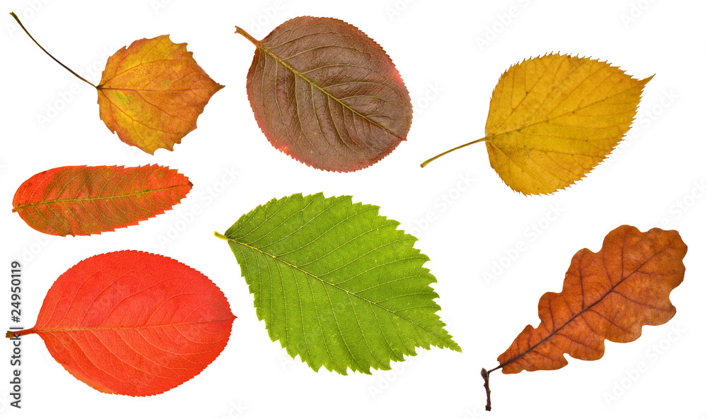 Fototapeta premium seven different leaves on white