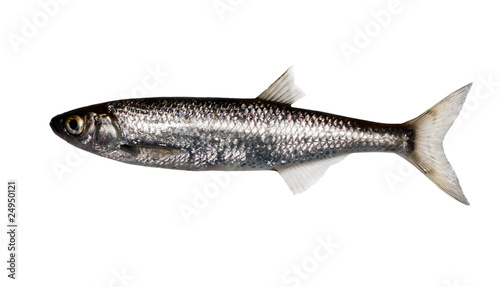 Fotografie bleak isolated on white