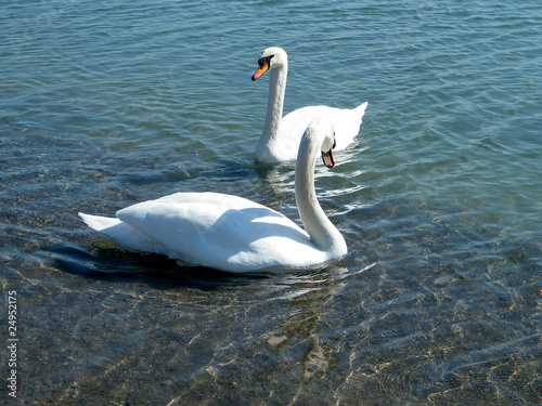 Toronto Lake Two Swans 2010