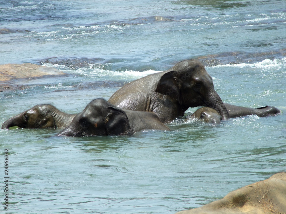 Fototapeta premium Young elephants