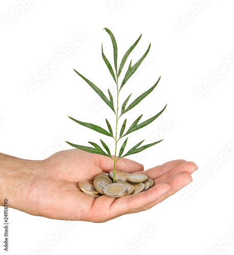 Palm with a tree growng from pile of coins