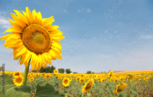 Fototapeta Naklejka Na Ścianę i Meble -  El sol de la tierra
