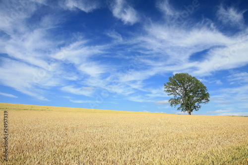 麦畑と哲学の木