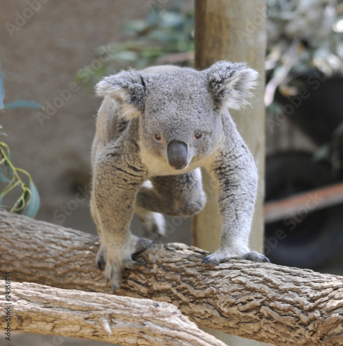 Fototapeta Naklejka Na Ścianę i Meble -  Small Koala on Tree Branch