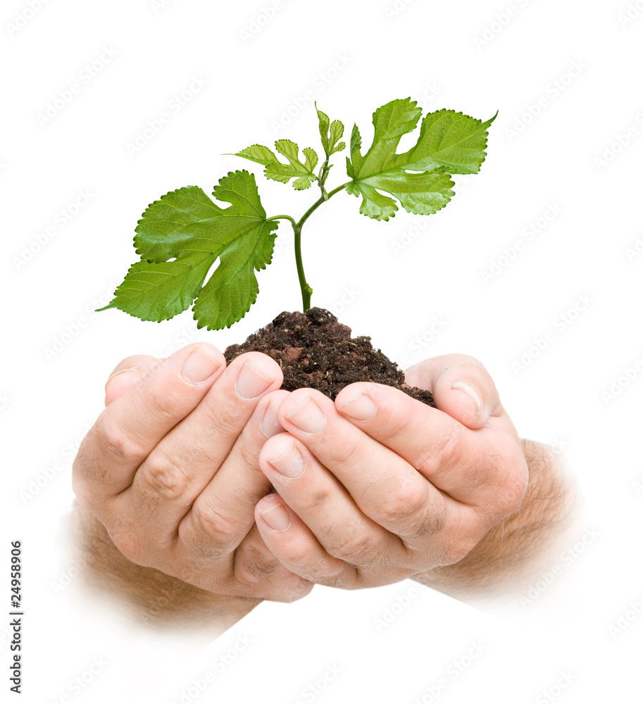 sprout in palms as a symbol of nature protection sprout in palms as a symbol of nature protection