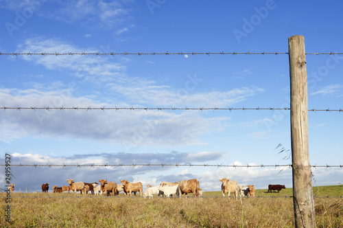 Herd of cows