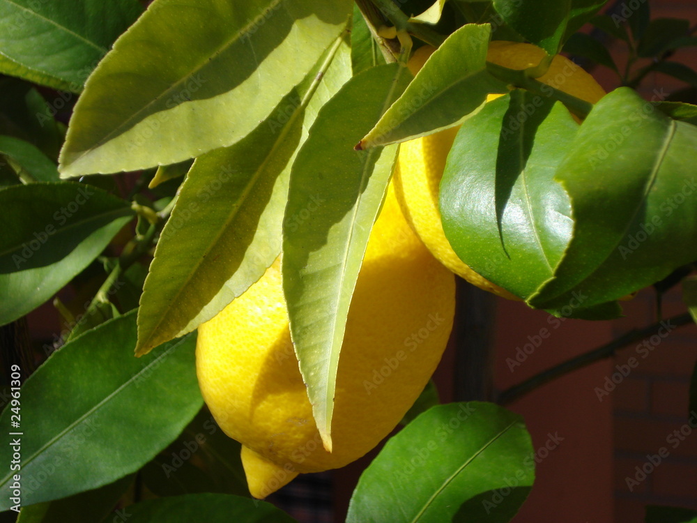 Limonese colgando Limonese colgando