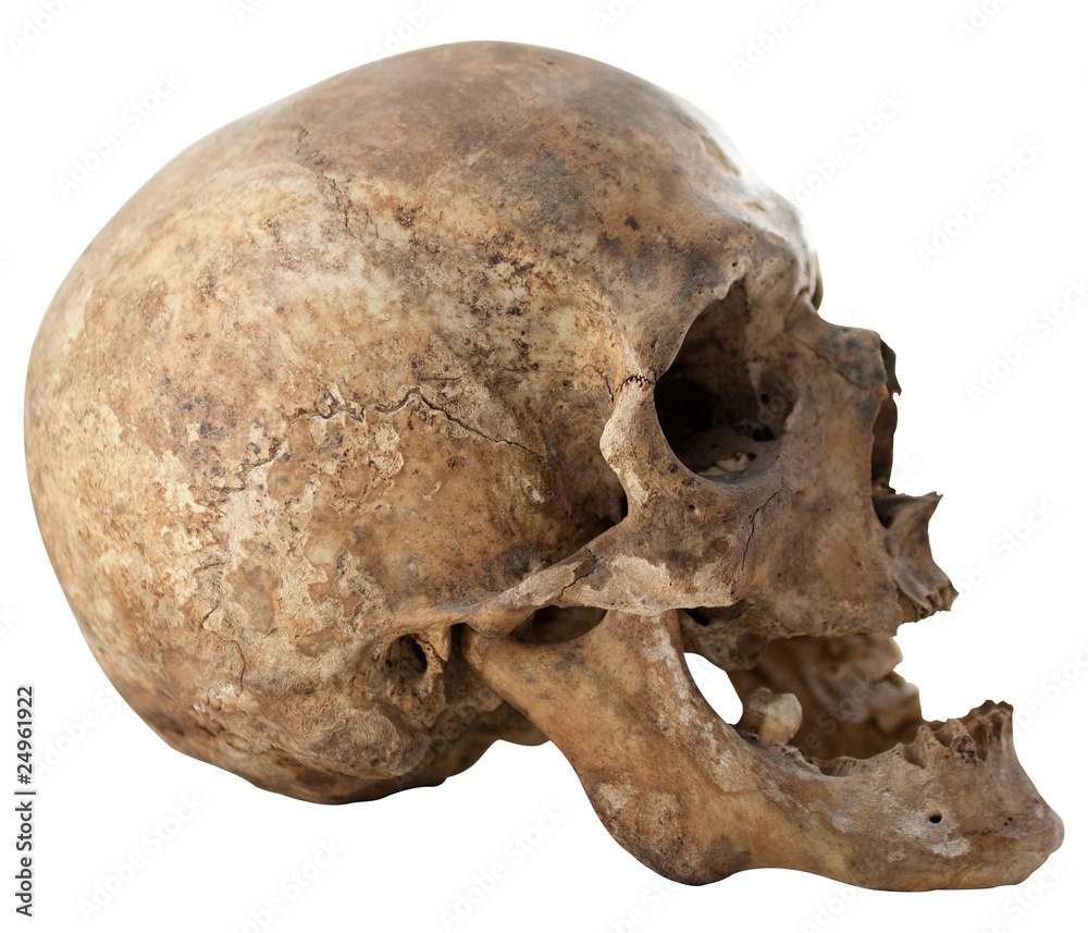 Human Skull Human Skull