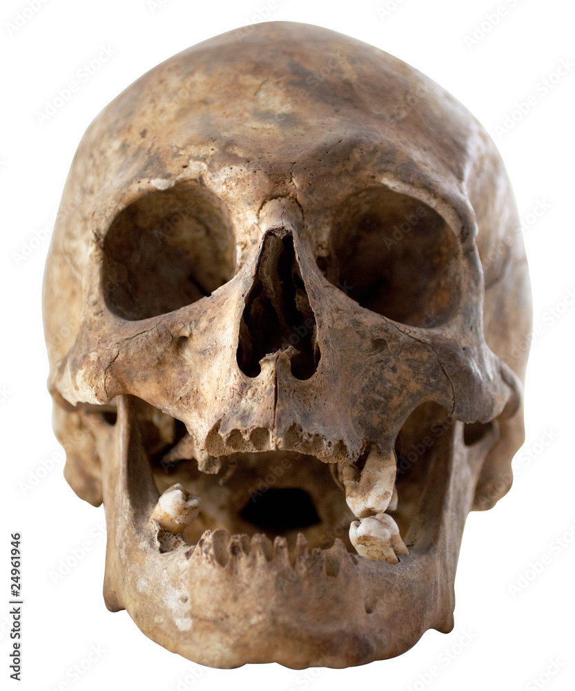 Human Skull Human Skull