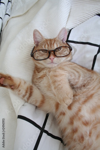 Katze mit Brille