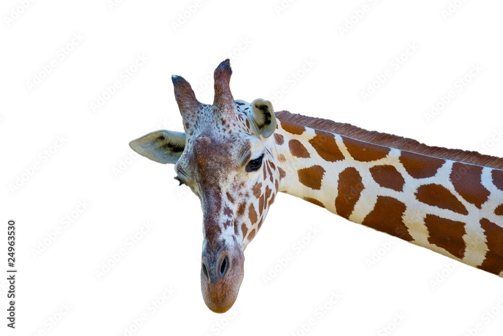 Fototapeta premium Giraffe schaut in Kamera freigestellt