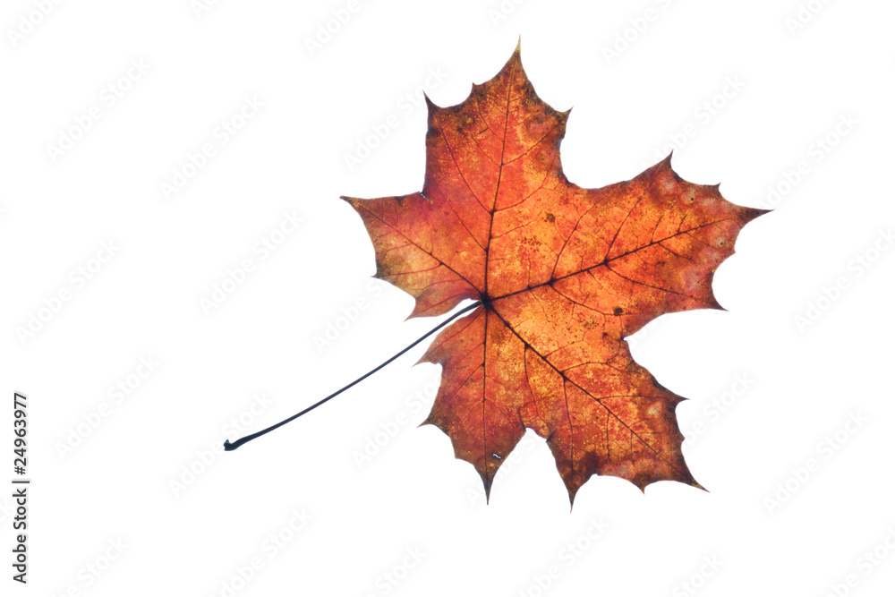 Fototapeta premium Herbstlaub