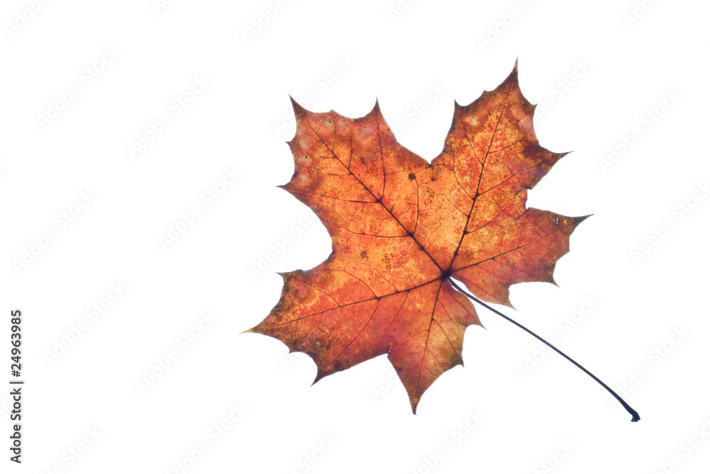 Herbstlaub Herbstlaub
