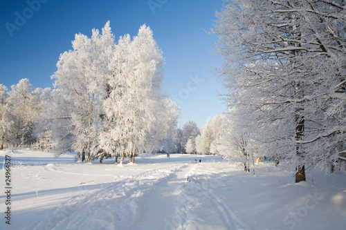 Winter park in snow