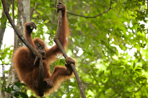 young orangutan in jungle
