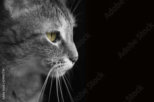 Kitty Profile