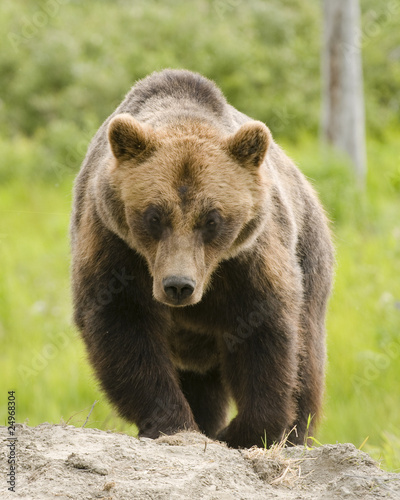 Grizzly bear © Jeffrey Banke