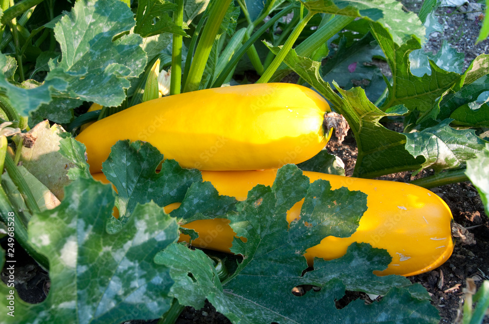 Fototapeta premium Summer Squash Growing in Garden