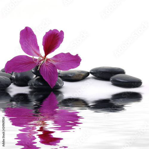 :  Reflection for black pebbles with beauty red flower